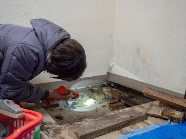  Crete, IL Mold Removal Pros
