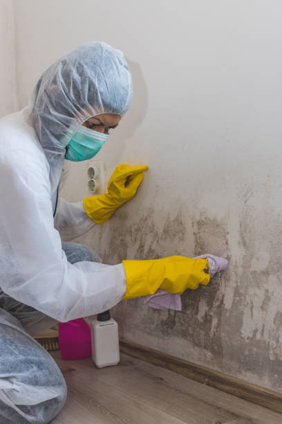 Best Comprehensive Air Testing for Mold Contaminants  in Crete, IL