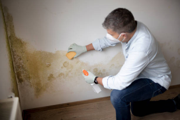 Best Mold-Related Health Consultation  in Crete, IL