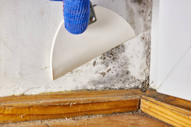 Best Attic Mold Removal  in Crete, IL